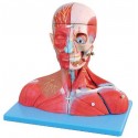 MUSCULAR MODEL OF HEAD & NECK WITH VESSELS, NERVES & BRAIN - 19 PARTS (SOFT)